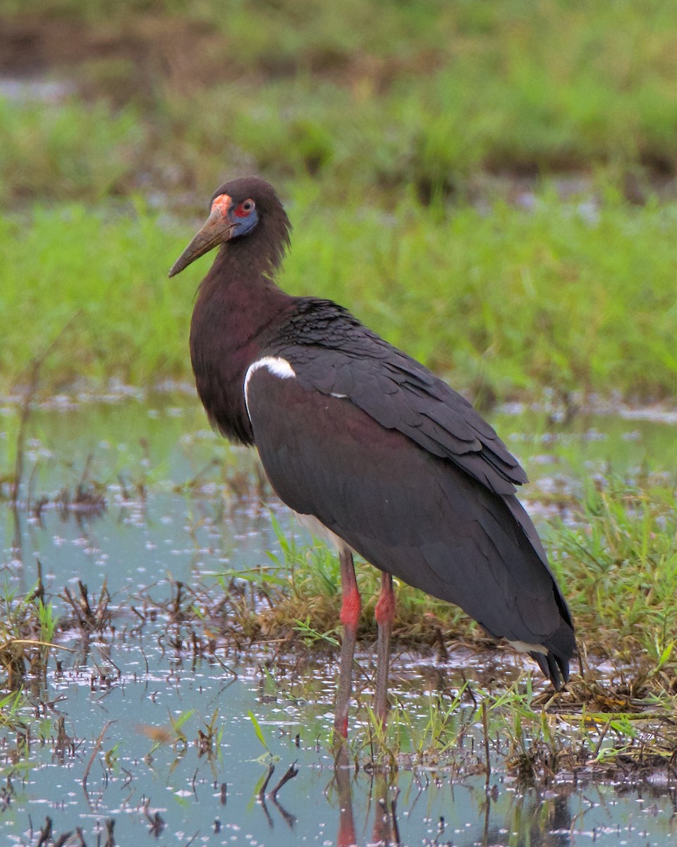 Abdim's Stork - ML620675355