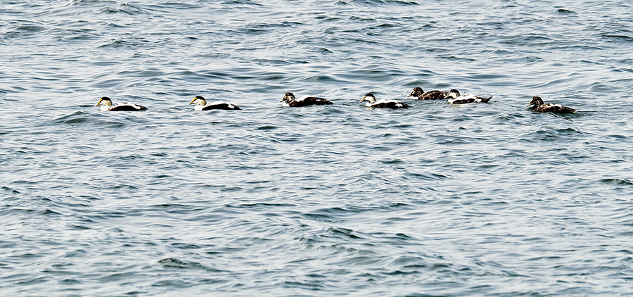 Common Eider - ML620675357