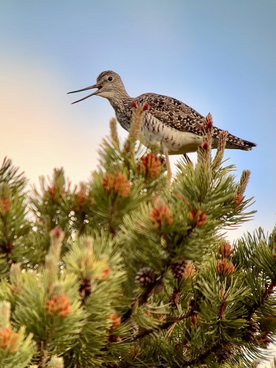 Greater Yellowlegs - ML620675359