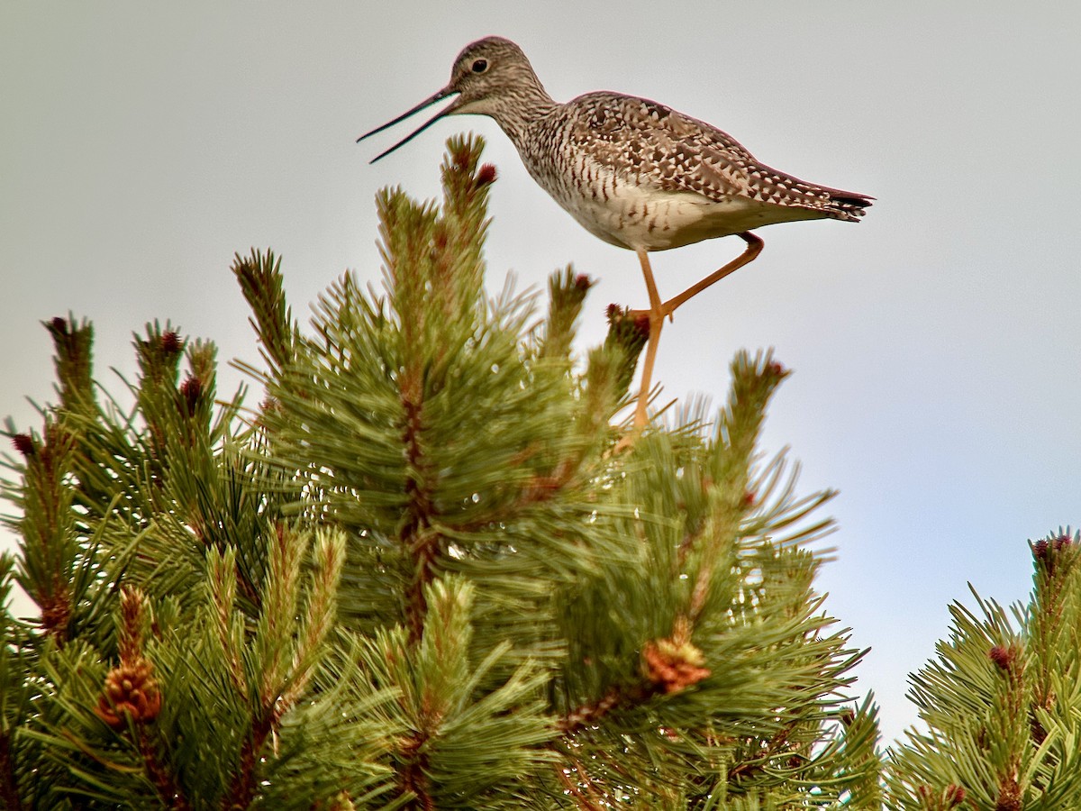 Greater Yellowlegs - ML620675364