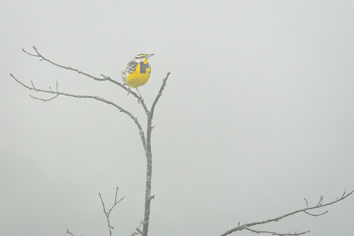 Eastern Meadowlark (Eastern) - ML620675365