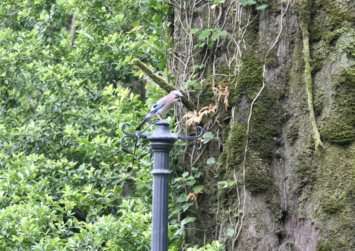 Eurasian Jay - ML620675366