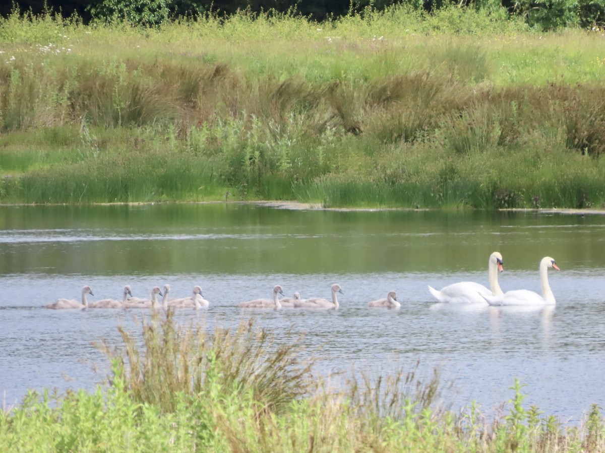 Mute Swan - ML620675369