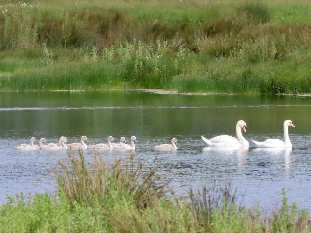 Cygne tuberculé - ML620675371