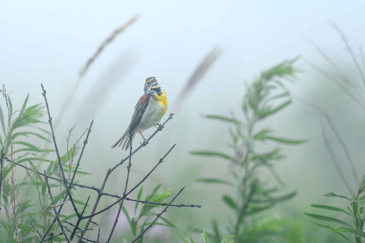 Dickcissel d'Amérique - ML620675372