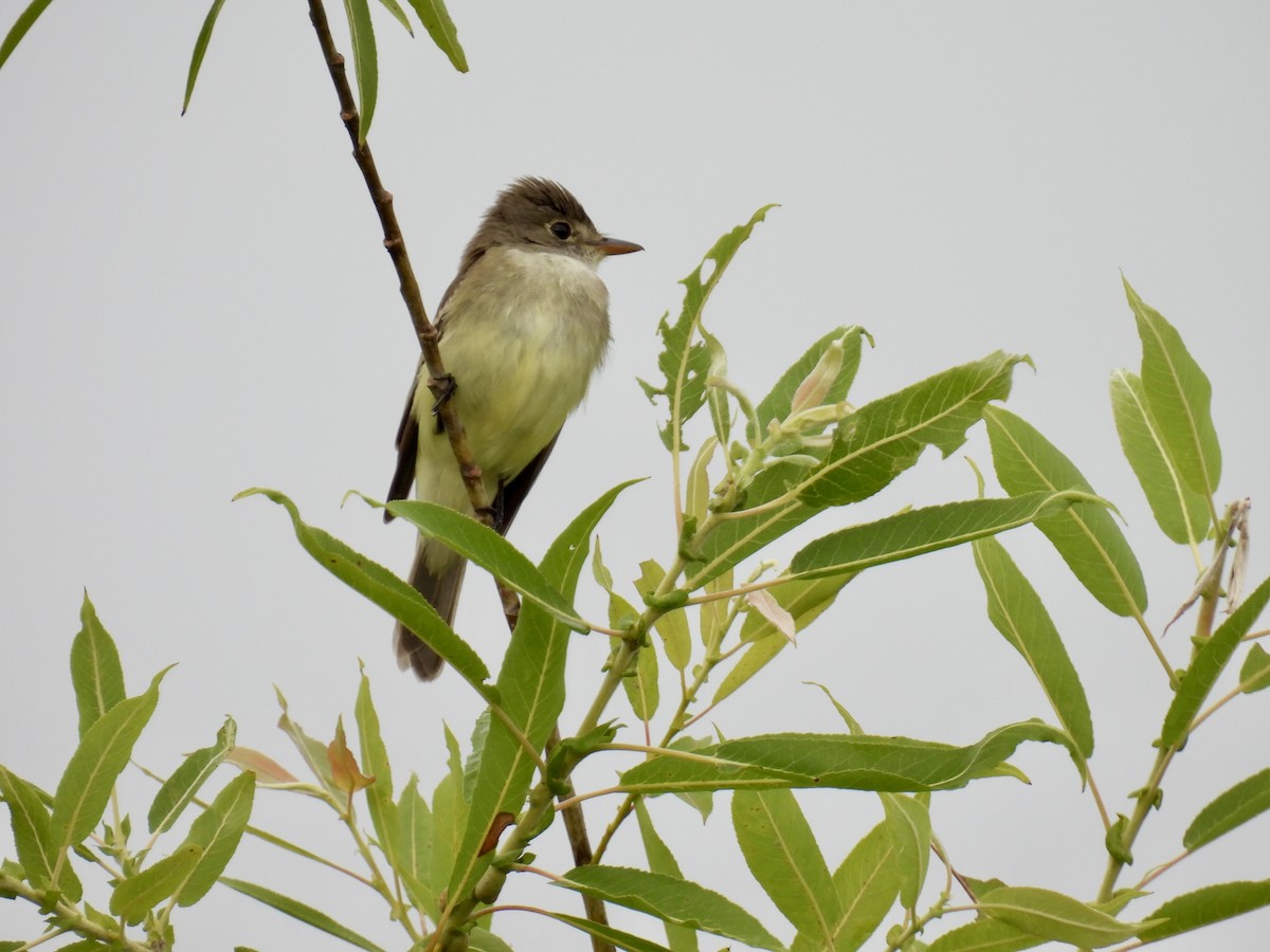 Willow Flycatcher - ML620675375