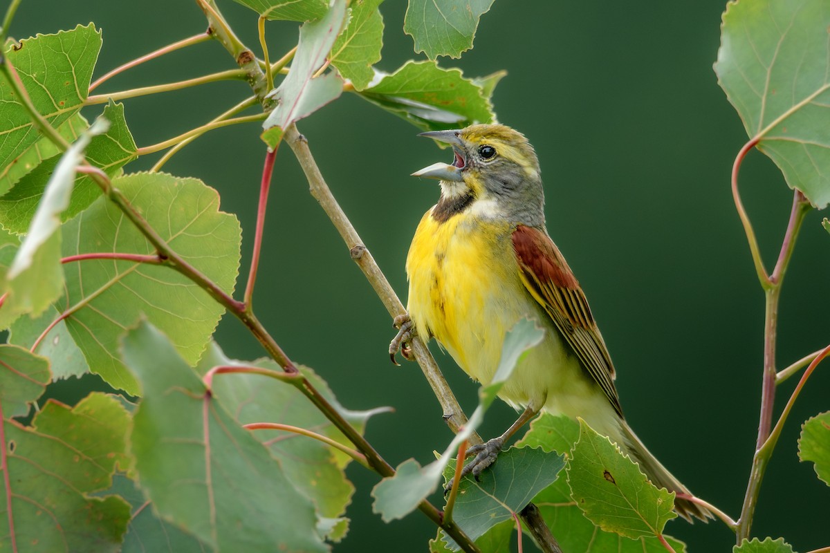 Dickcissel d'Amérique - ML620675379