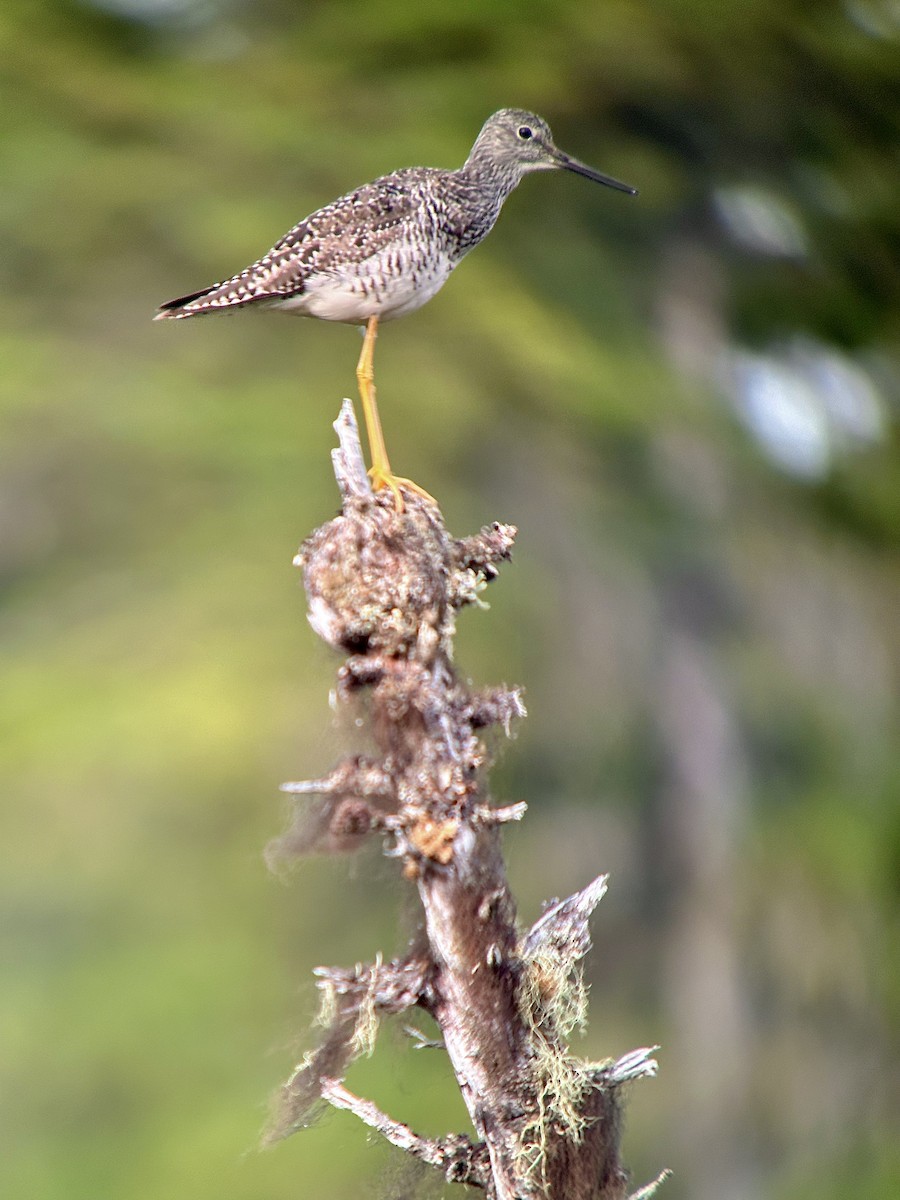 Greater Yellowlegs - ML620675380