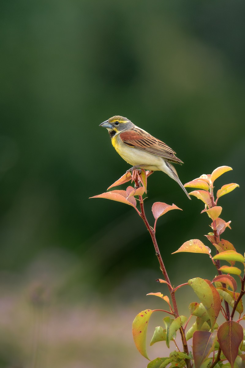 Dickcissel d'Amérique - ML620675383