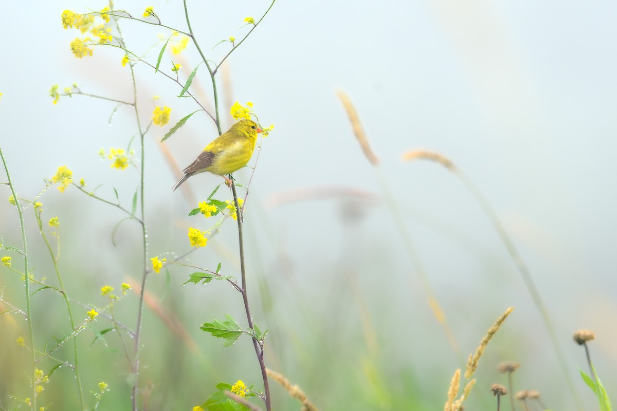 American Goldfinch - ML620675384