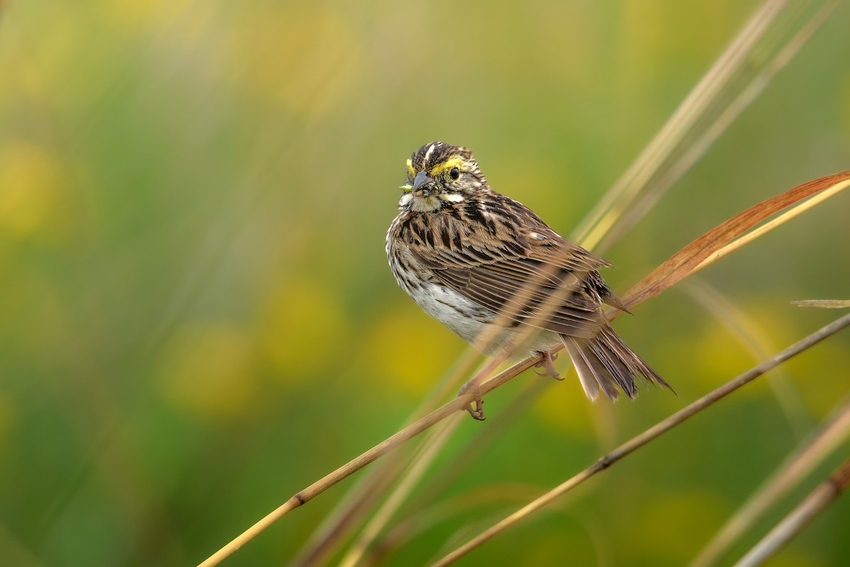 Savannah Sparrow (Savannah) - ML620675390