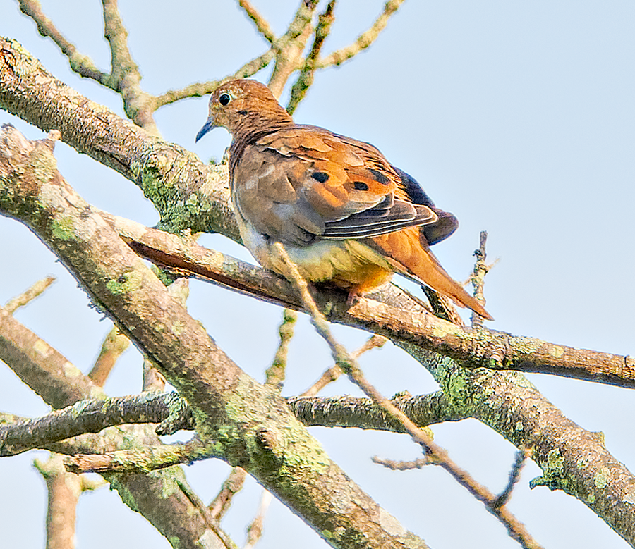 Mourning Dove - ML620675391