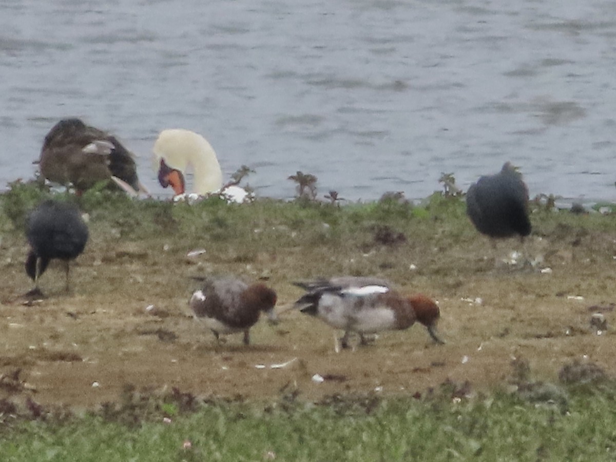 Eurasian Wigeon - ML620675396