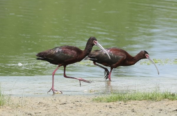 Ibis à face blanche - ML620675397