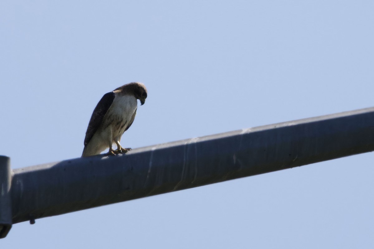 Red-tailed Hawk - ML620675399