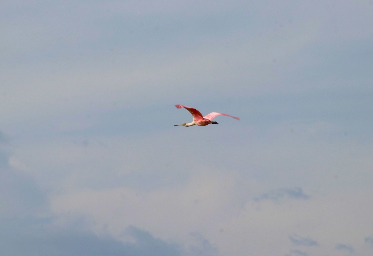 Розовая колпица - ML620675400