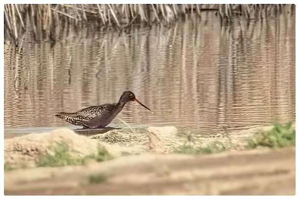 Spotted Redshank - ML620675402