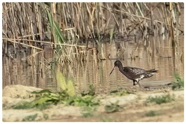 Spotted Redshank - ML620675403