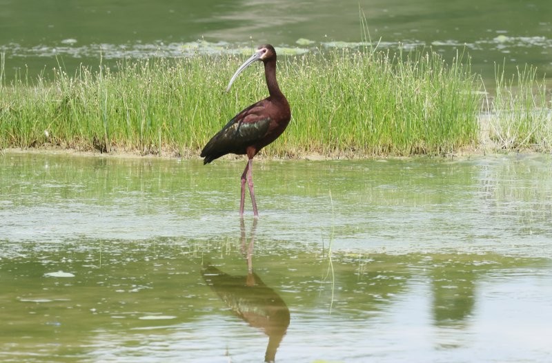 Ibis à face blanche - ML620675408