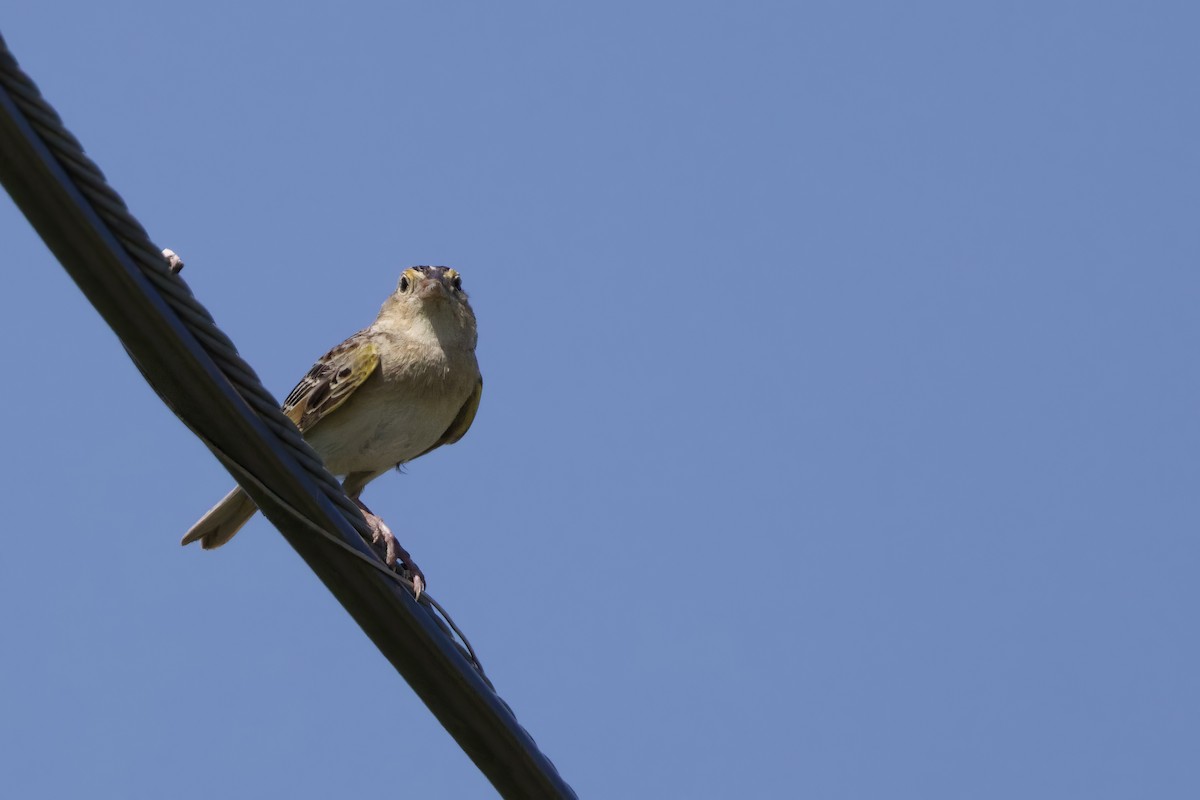 Grasshopper Sparrow - ML620675409