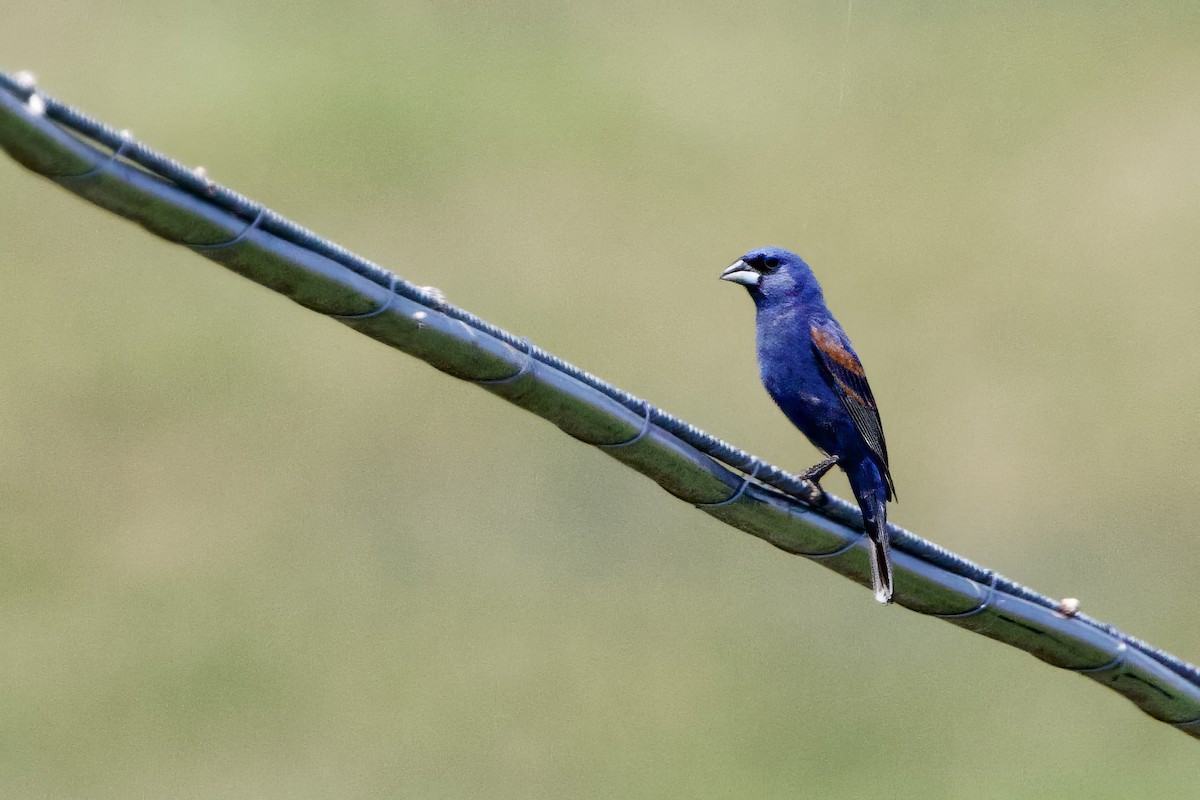 Guiraca bleu - ML620675413