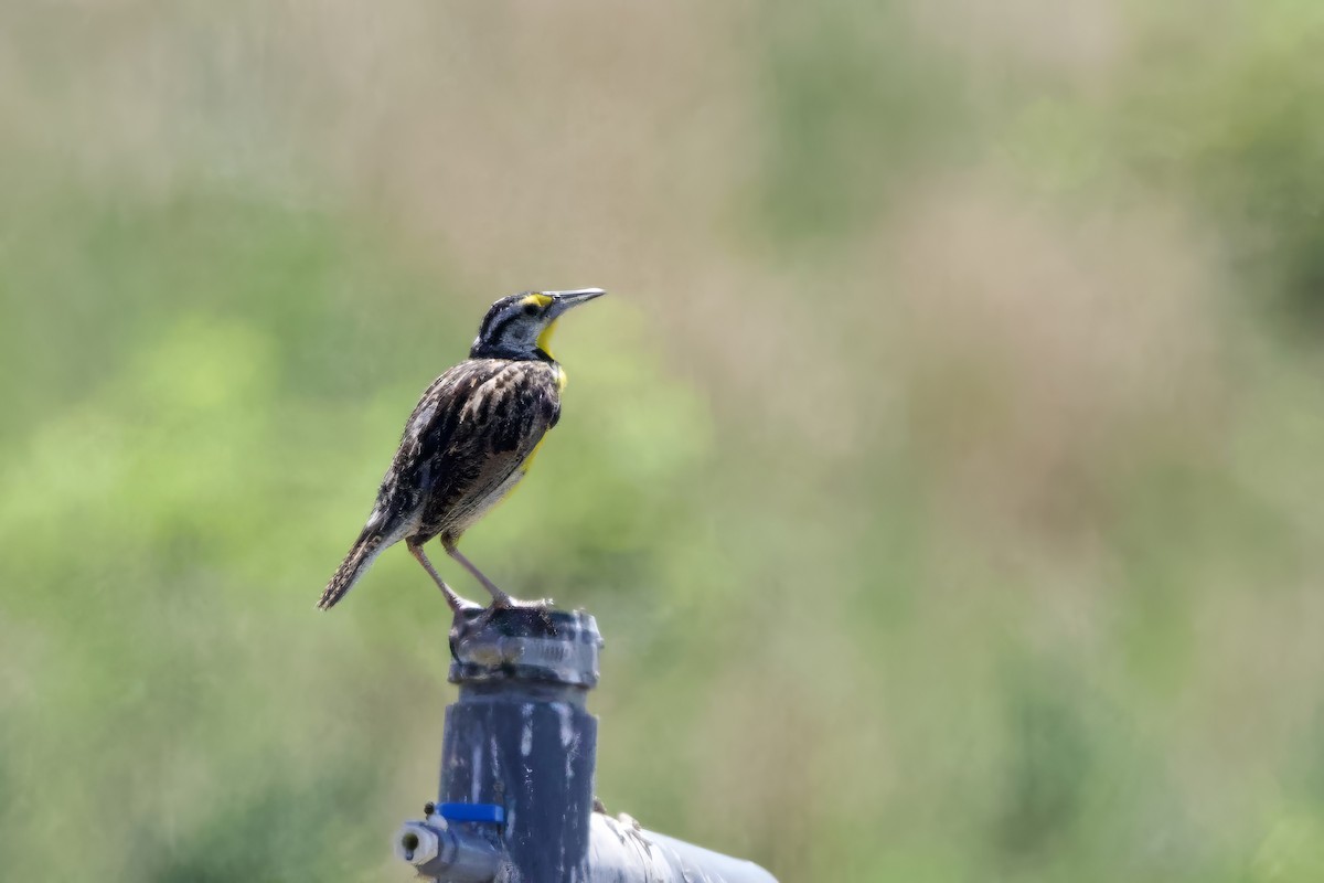 Eastern Meadowlark - ML620675414