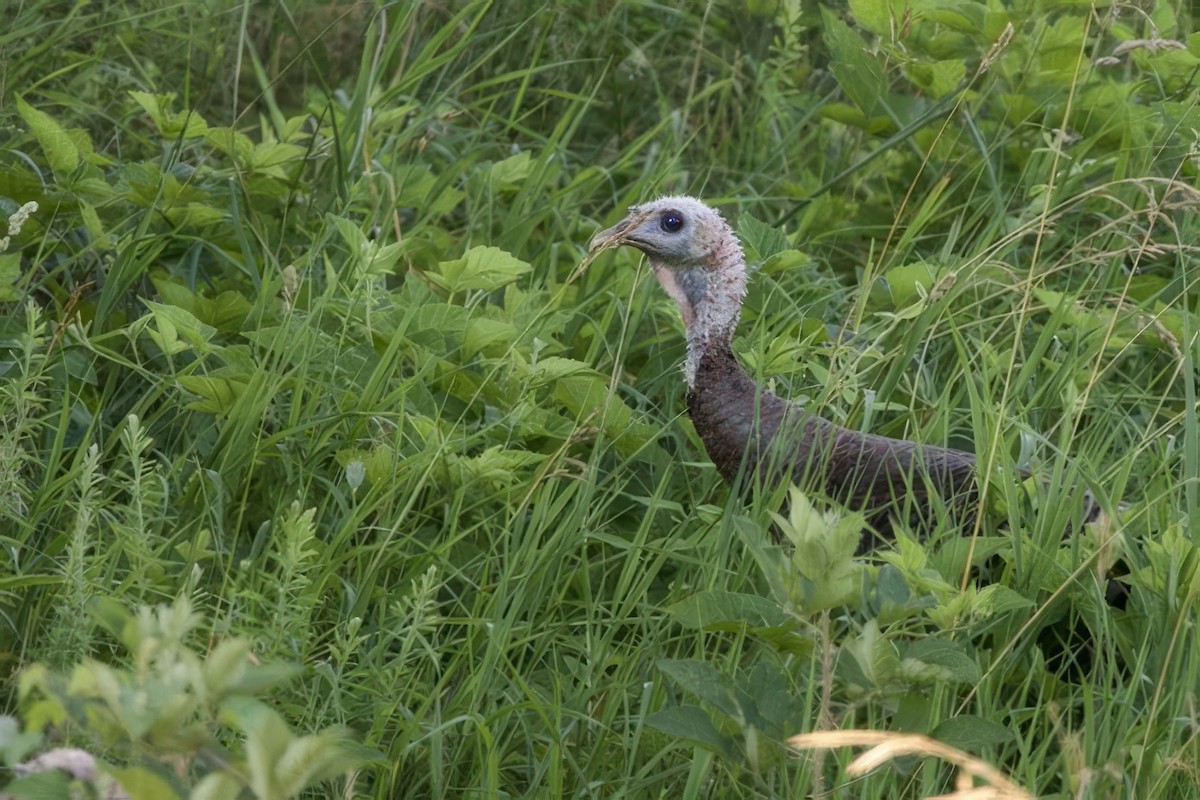 Guajolote Gallipavo - ML620675415