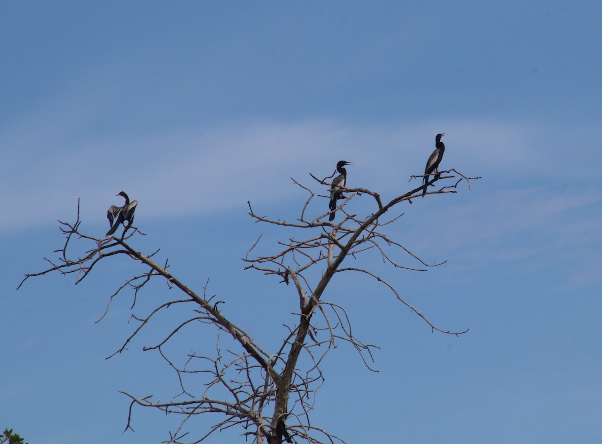 Anhinga d'Amérique - ML620675420