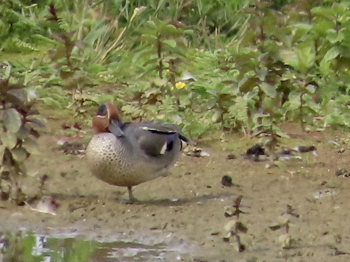 Green-winged Teal - ML620675422