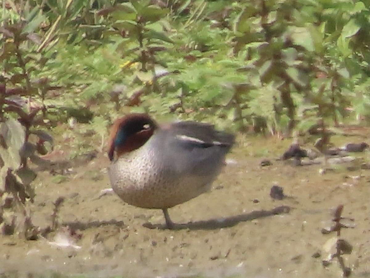 Green-winged Teal - ML620675423