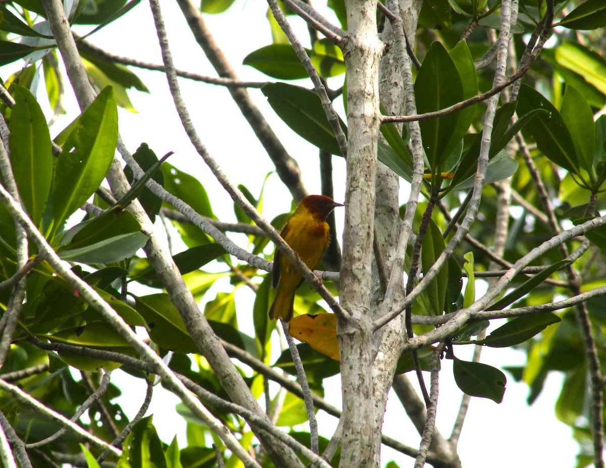 Yellow Warbler (Mangrove) - ML620675431