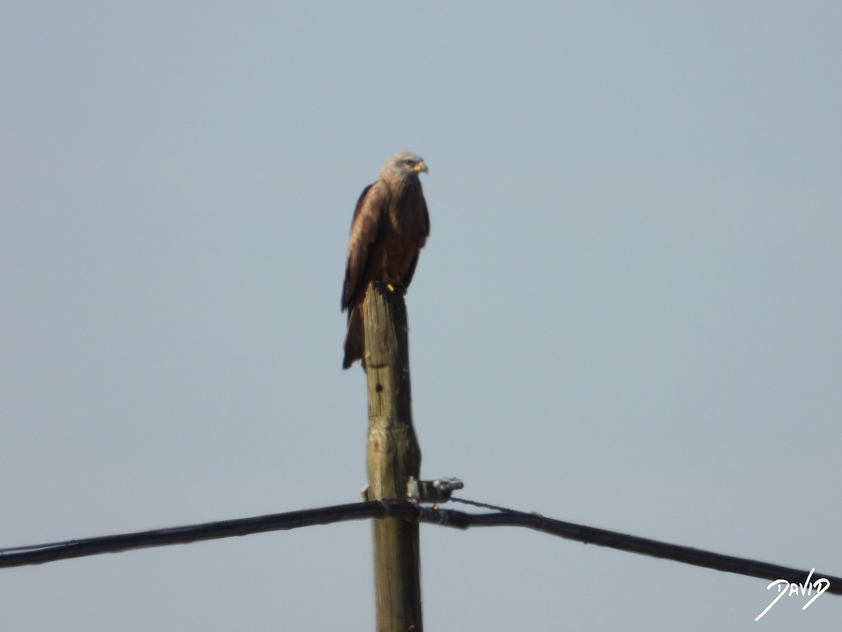 Red Kite - ML620675433