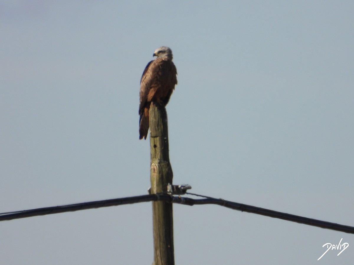 Red Kite - ML620675434