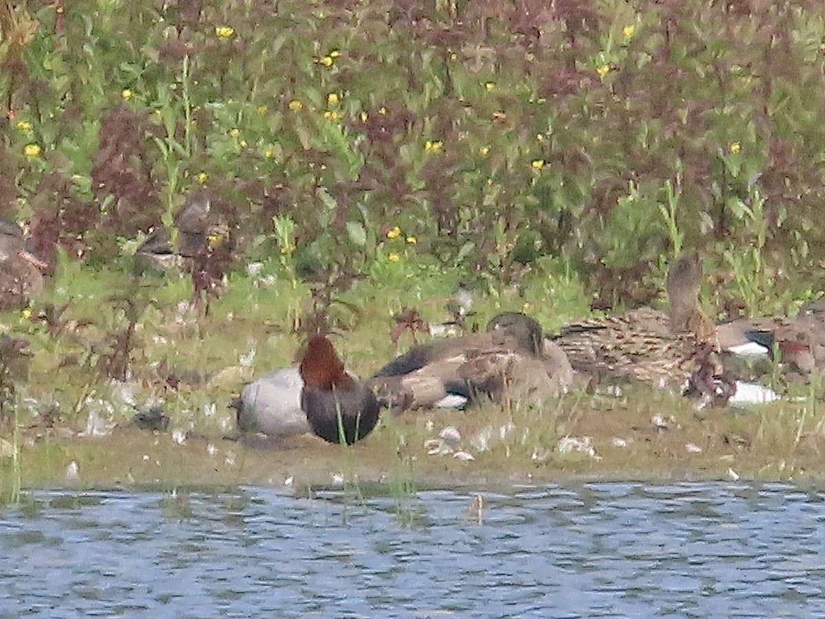 Common Pochard - ML620675436