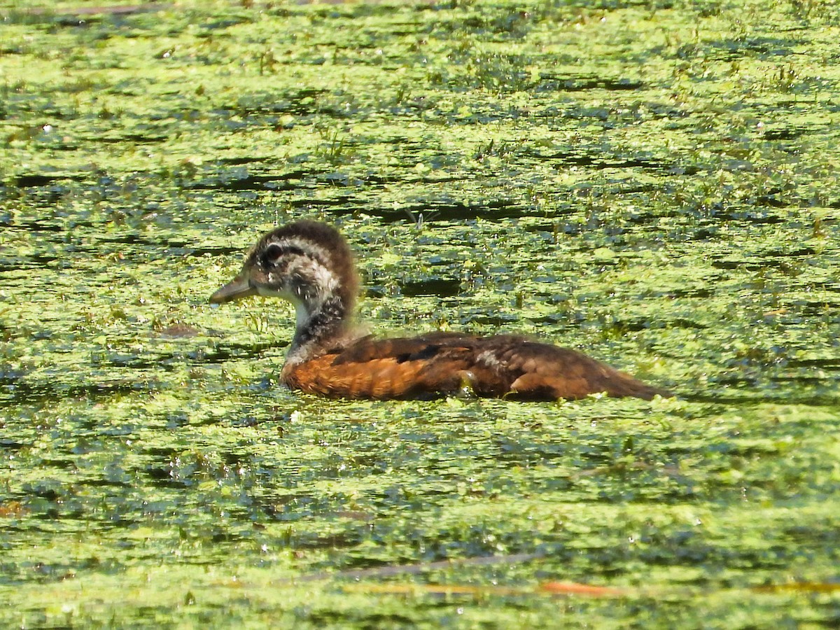 Wood Duck - ML620675437