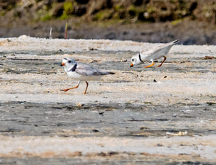 Piping Plover - ML620675438