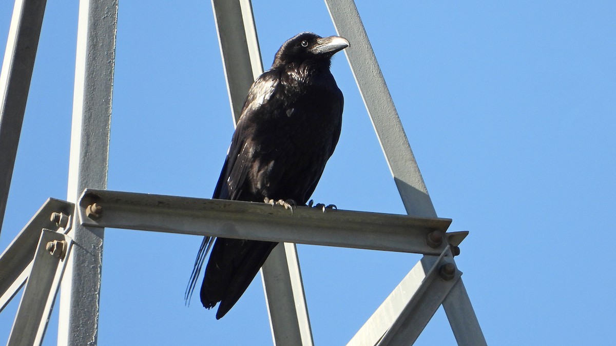 Common Raven - ML620675439