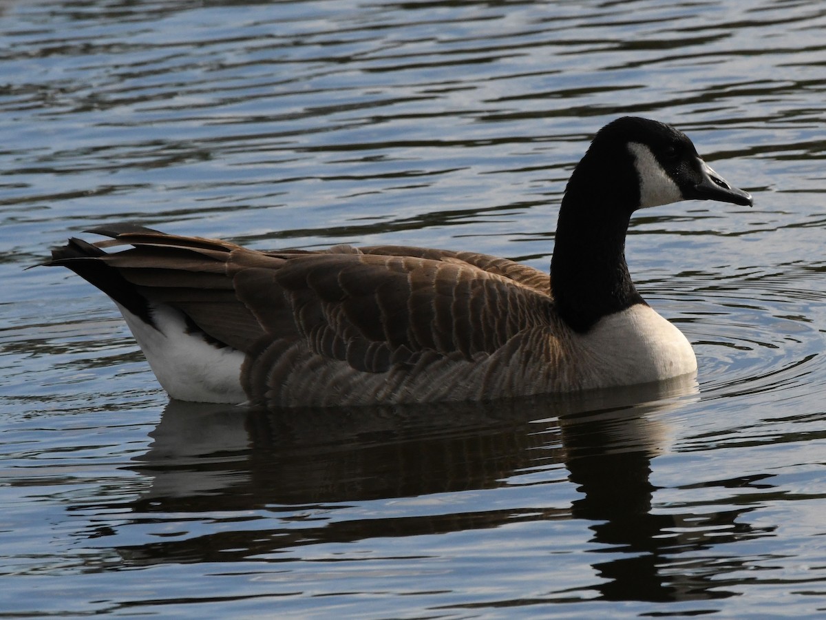 Canada Goose - ML620675441