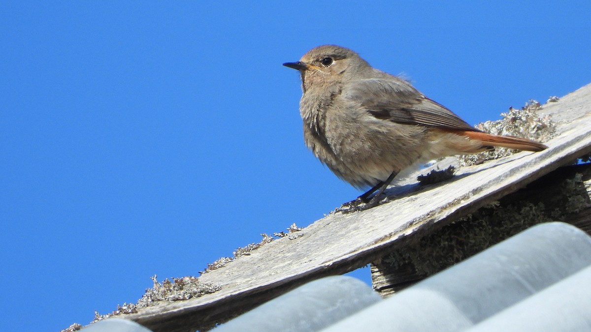 Black Redstart - ML620675446