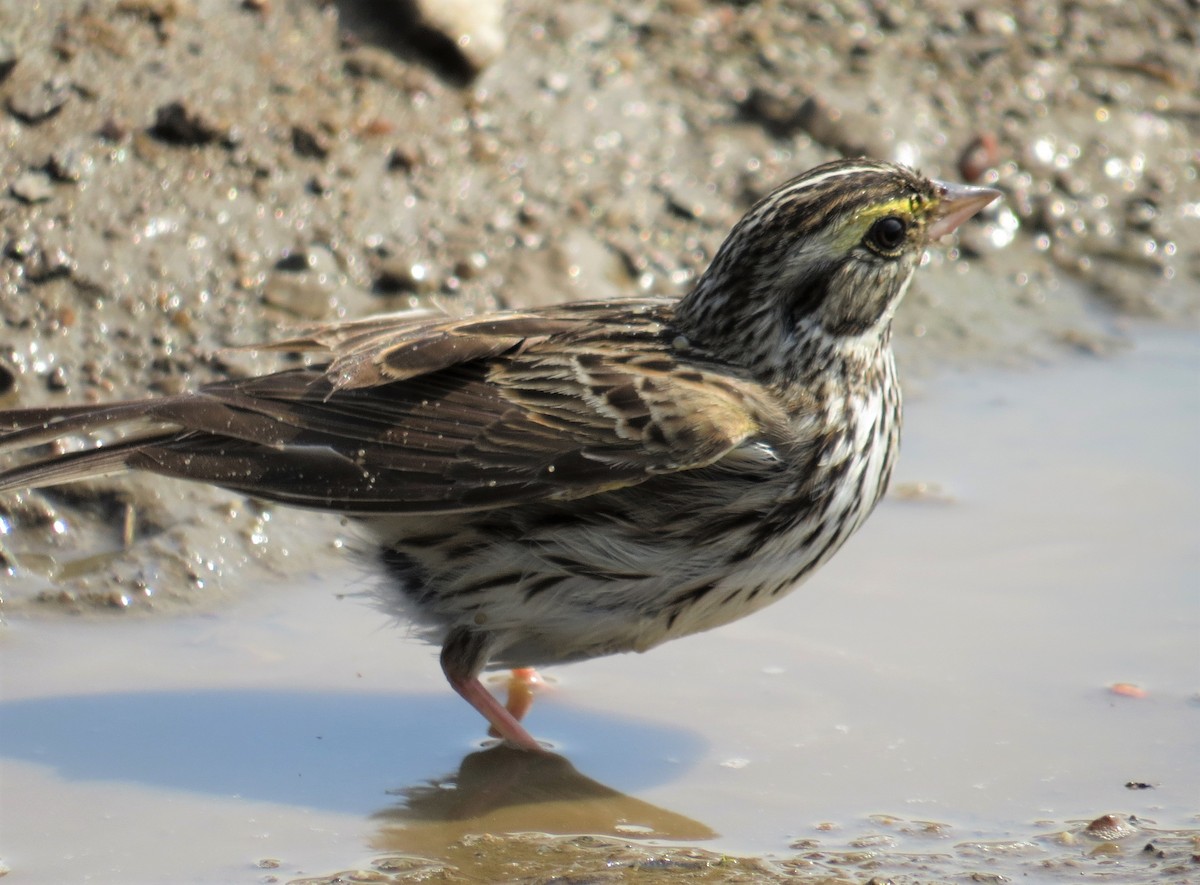 Savannah Sparrow - ML620675455