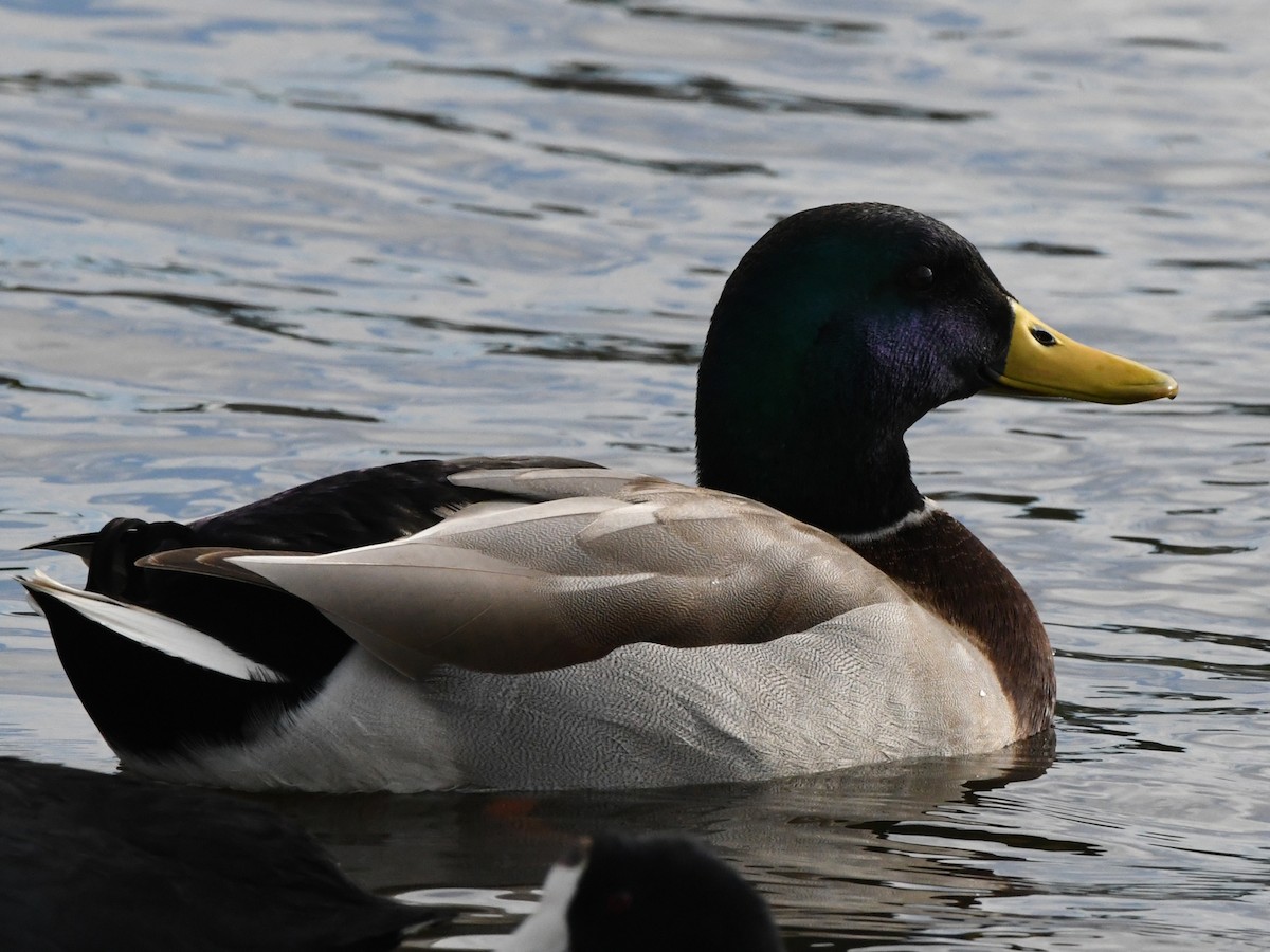 Mallard - ML620675456