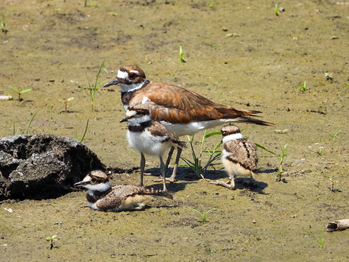 Killdeer - Haley Gottardo