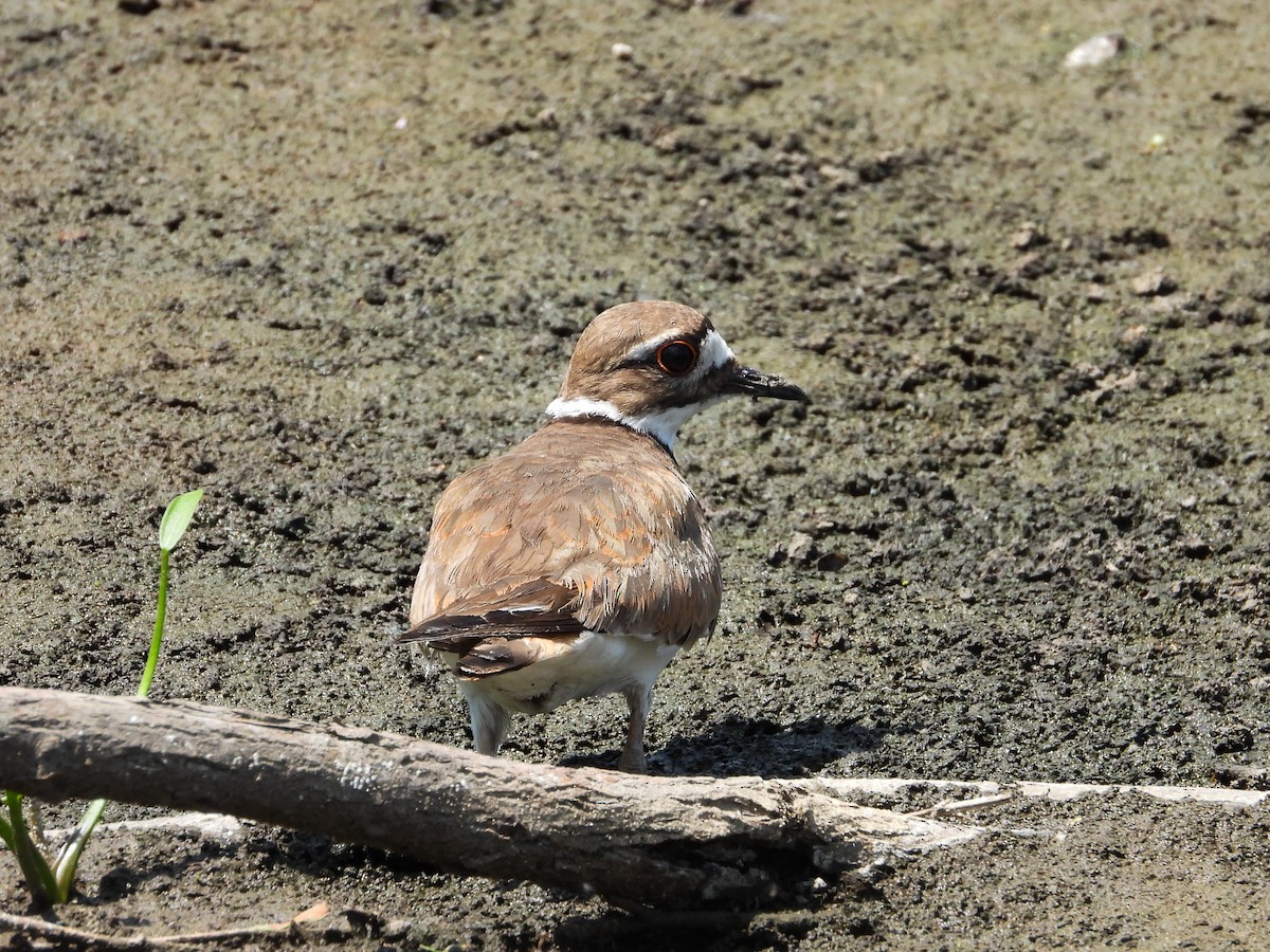 Killdeer - ML620675463