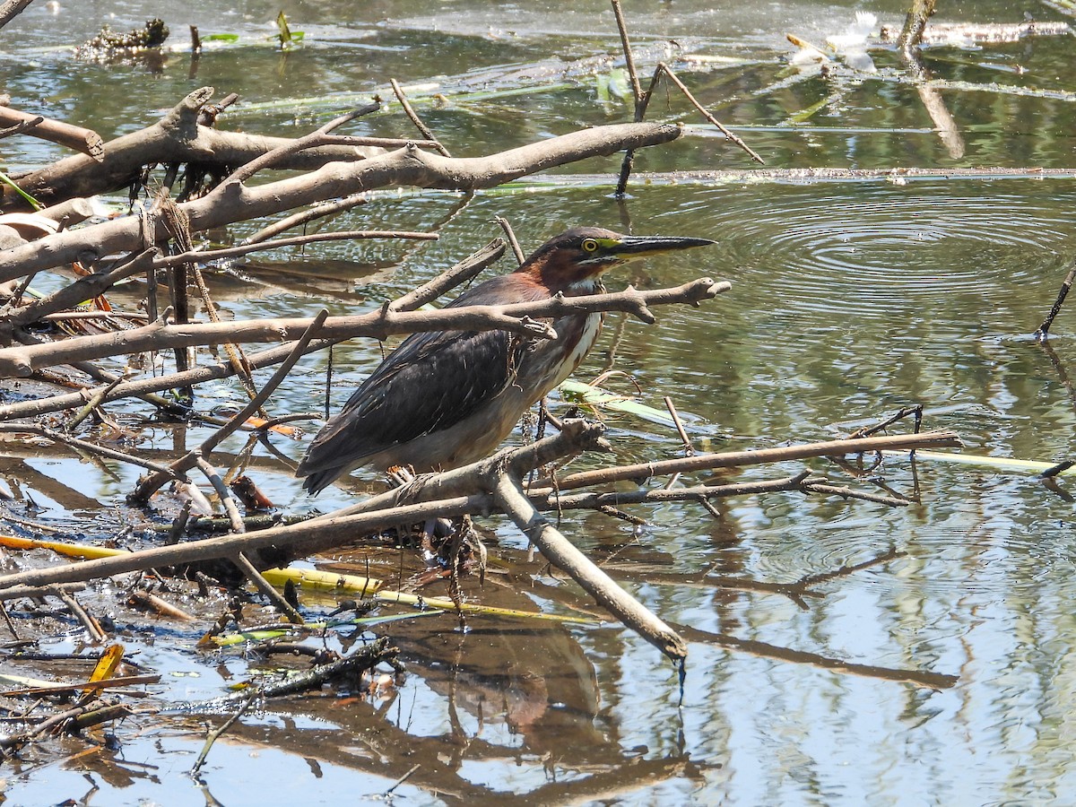 Green Heron - ML620675479