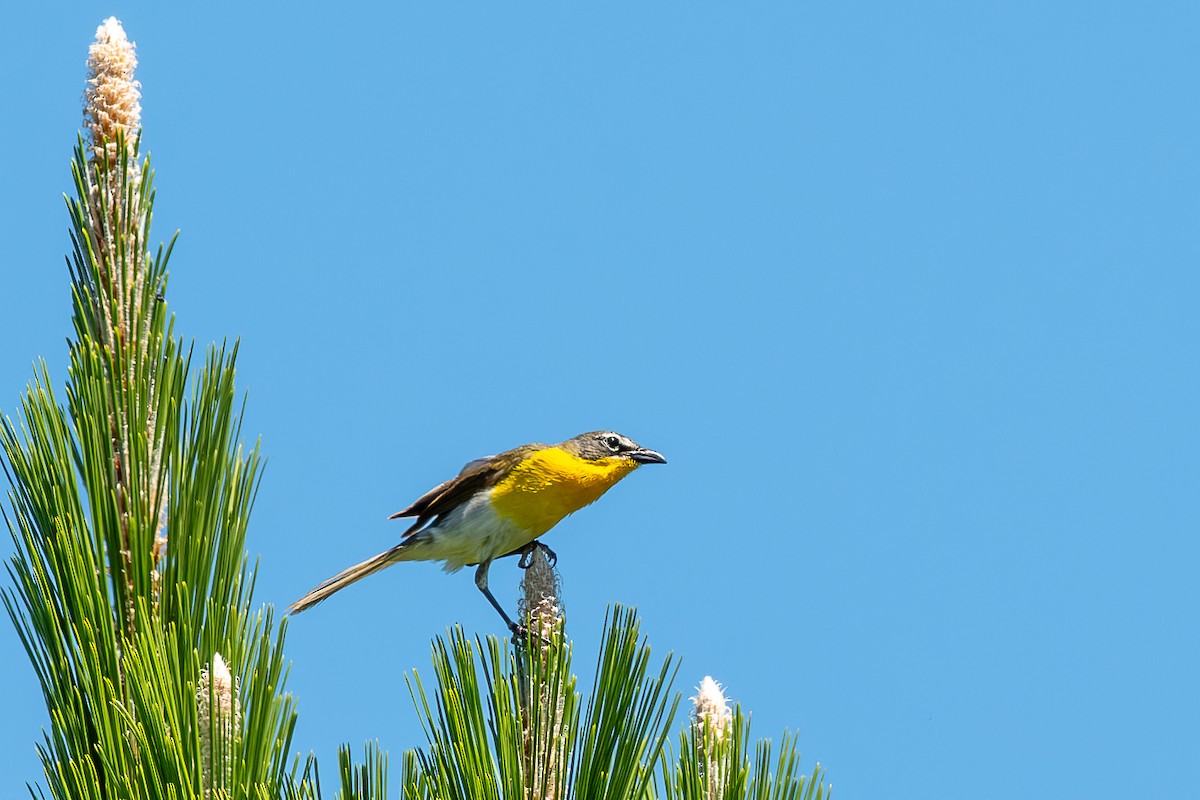 Yellow-breasted Chat - ML620675481