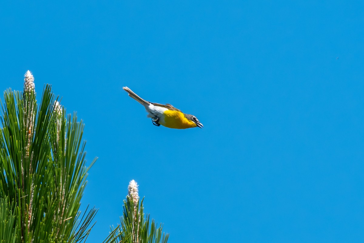 Yellow-breasted Chat - ML620675482