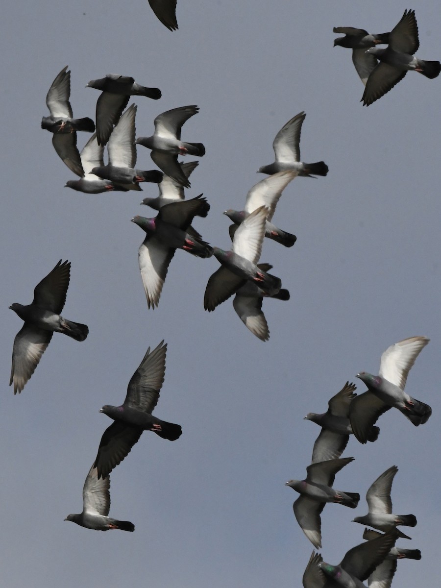 Rock Pigeon (Feral Pigeon) - ML620675484