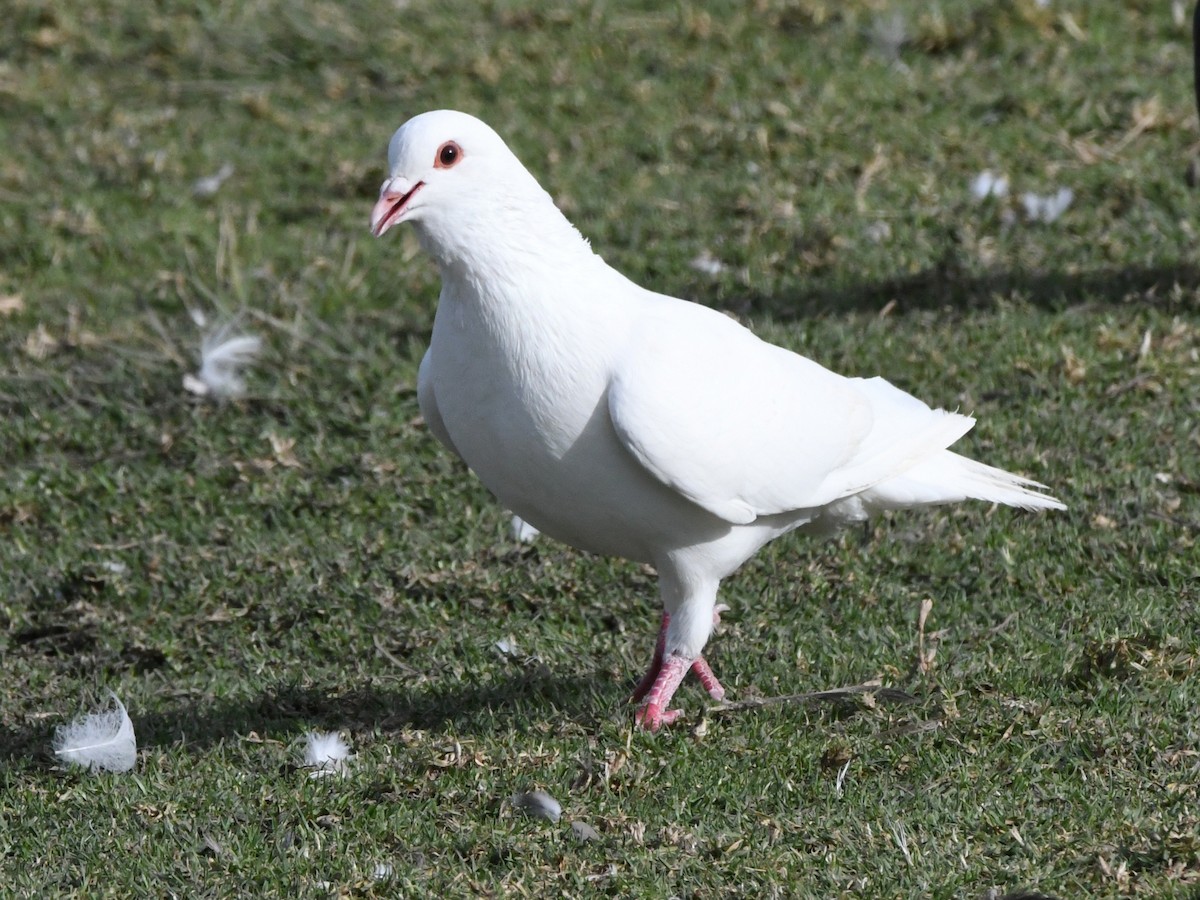 Rock Pigeon (Feral Pigeon) - ML620675487