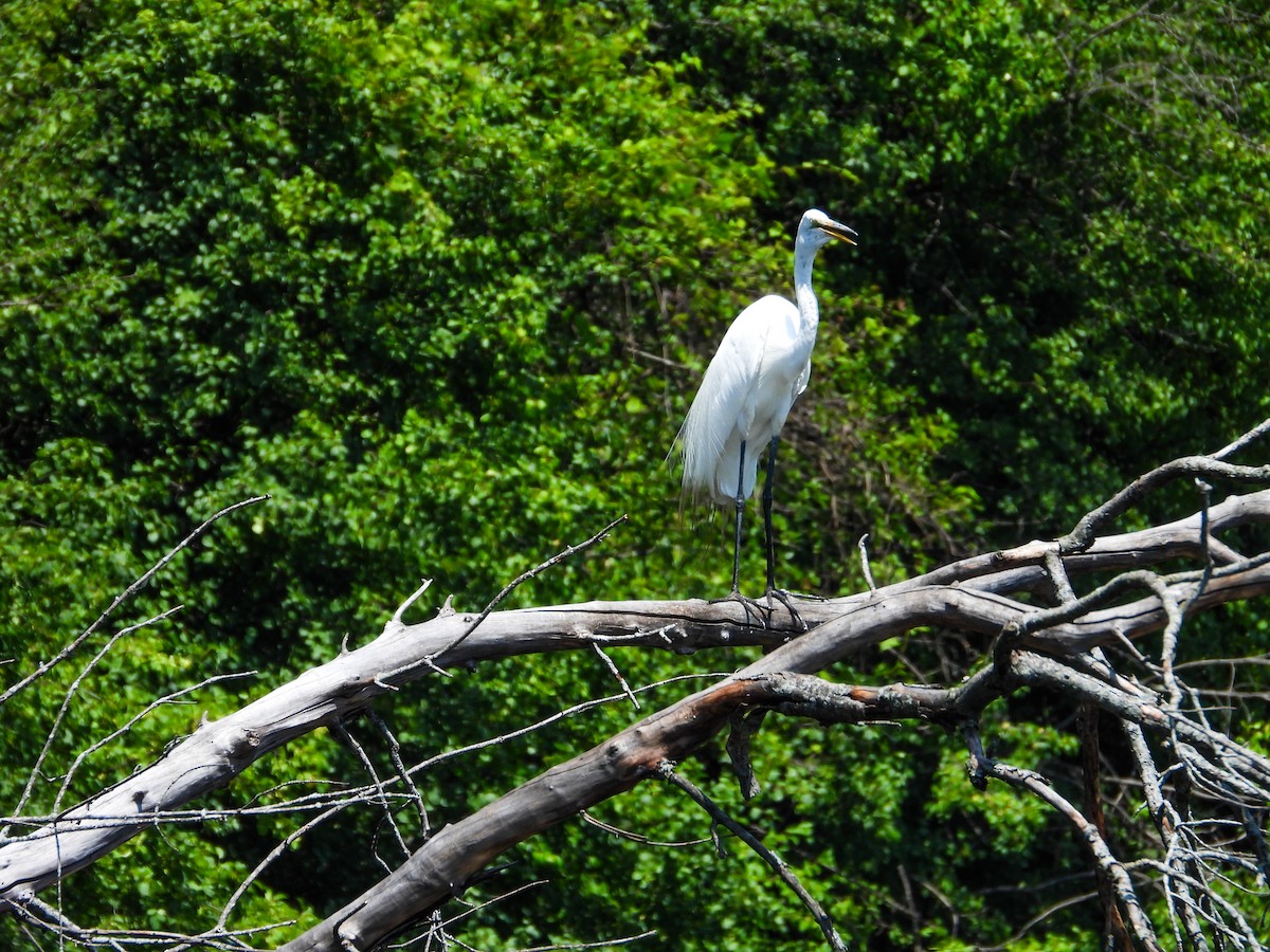 Great Egret - ML620675495