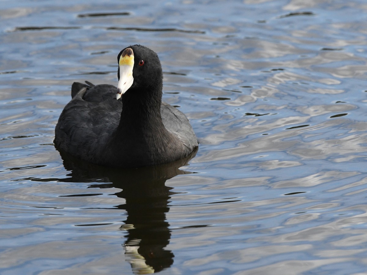 American Coot - ML620675496